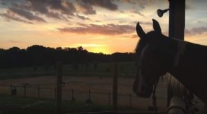 The Winter Horseback Riding Trail Near Charlotte That’s Pure Magic