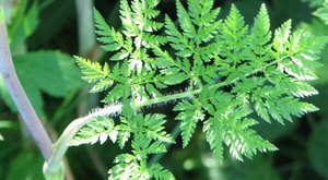 There’s A Deadly Plant Growing In North Carolina Roadsides That Looks Like A Harmless Weed