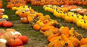 Here Are The 7 Absolute Best Pumpkin Patches In Cleveland To Enjoy In 2023