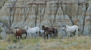 The Magical Place In North Dakota Where You Can View A Wild Horse Herd