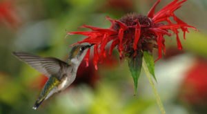 Keep Your Eyes Peeled, Thousands Of Hummingbirds Are Headed Right For Nashville During Their Migration This Spring