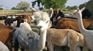 Visit This South Dakota Alpaca Farm For A Fun And Fuzzy Adventure