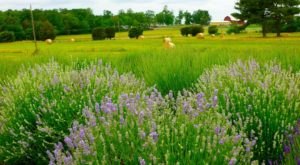 The Beautiful Lavender Farm In Virginia Near Washington DC Is An Enchanting Summer Day Trip Destination