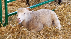 For More Than 100 Years, This Small Town Has Hosted One of The Longest-Running Agricultural Fairs In Massachusetts