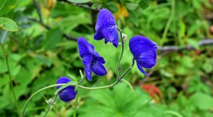 There’s A Deadly Plant Growing In Alaska Yards That Looks Like A Harmless Weed