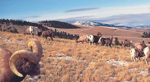 Why Everyone In Wyoming Should Visit This One Tiny Town