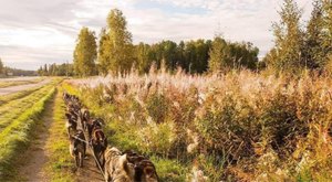 The Unique Fall Adventure That Takes You Behind The Scenes Of Dog-Sled Training