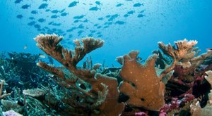 Perhaps The State’s Best Hidden Treasure, Hardly Anyone Knows This Incredible Coral Reef Exists In Alaska