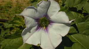 There’s A Deadly Plant Growing In Illinois Yards That Looks Like A Harmless Weed