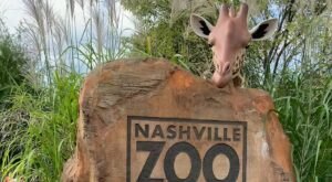 After Exploring Over 25 Animal Exhibits, Feed Lorikeets At This Zoo In Nashville